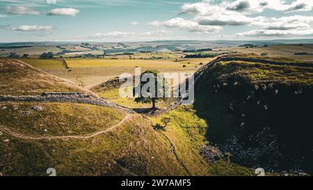 Ein Baum in Sycamore Gap. Drehort von Robin Hood: Prince of Thieves wurde 1991 mit Schauspielern wie Kevin Costner, Morgan Freeman und Alan Rickman gedreht. Stockfoto