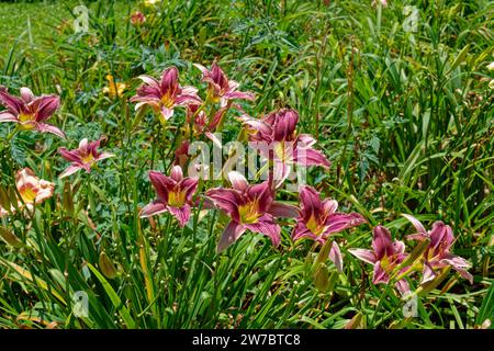 Eine Gruppe von dunkelrosa oder magentafarbenen Taglilien, die vollständig geöffnet sind, mit einigen Knospen, die bereit sind, zu blühen, umgeben von dichtem Laub aus der Nähe auf einer hellen Sonne Stockfoto