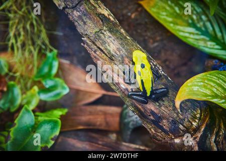 Lebendiger Poison Dart Frog auf Moos im Regenwald Habitat Stockfoto