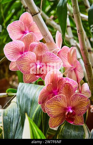 Leuchtende rosafarbene Phalaenopsis-Orchideen mit verschiedenfarbigen Blättern in Nahaufnahme Stockfoto