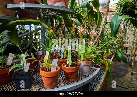 Lebendige Orchideen im Gewächshaus mit Terra Cotta Töpfen Stockfoto