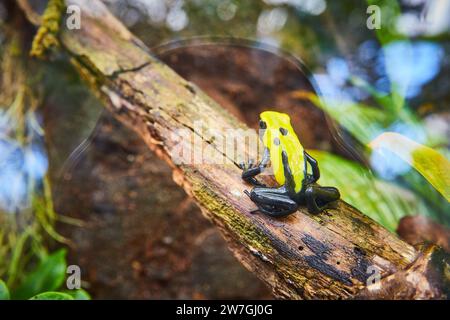 Poison Dart Frog auf Mossy Branch im Konservatorium Nahaufnahme Stockfoto