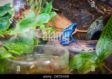 Lebendiger blauer Giftfrosch in üppiger Terrarienatmosphäre Stockfoto