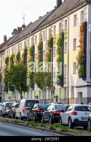 Fassadenbegrünung auf Wohnblöcken, in der Gladbecker Straße, B224, zum