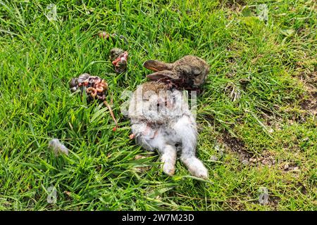 Ein totes, ausgeweidetes Wildkaninchen (Oryctolagus cuniculus) in einem Feld, England, Vereinigtes Königreich Stockfoto