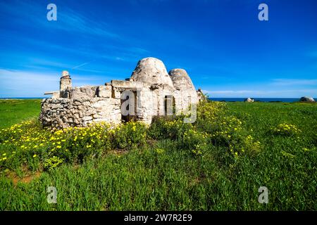 Ruinen einiger alter Trulli, die traditionelle apulische Trockensteinhütte mit konischem Dach, in der Nähe der Adriaküste. Stockfoto
