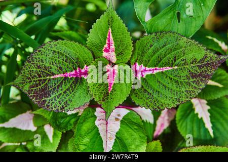 Leuchtende Coleus-Pflanzenblätter mit rosa Adern in natürlichem Licht Stockfoto