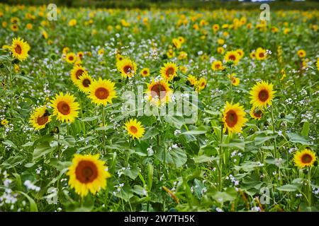 Sonnenblumen- und Wildblumenfeld in Bloom mit geringer Tiefe des Feldes Stockfoto