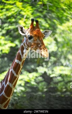 Langer Hals und Kopf einer Giraffe vor grünem Hintergrund Stockfoto