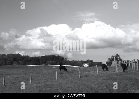 Sturm Nähert Sich Der Rinderfarm Stockfoto