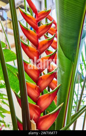 Das lebhafte Heliconia im Muncie Conservatory Stockfoto