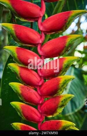 Lebendige Helikonia-Blüte aus nächster Nähe im tropischen Gewächshaus Stockfoto