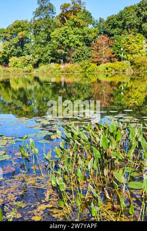 Ruhiger Teich mit Herbstlaub und Reiher im Botanischen Garten Stockfoto