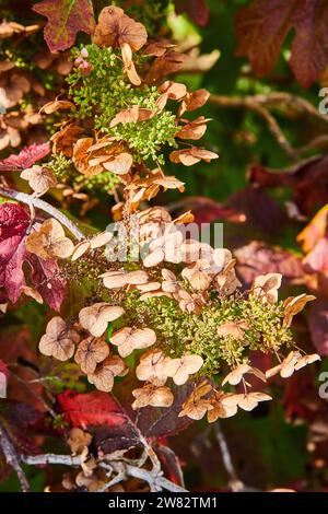 Herbstübergang der Hortensie: Getrocknete Blumen und bunte Blätter aus der Nähe Stockfoto