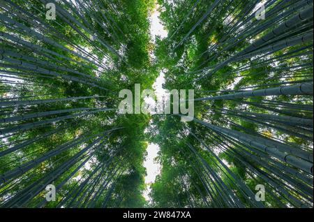 Wunderschöne Landschaft mit Bambushainen im Wald von Arashiyama Kyoto Japan Stockfoto