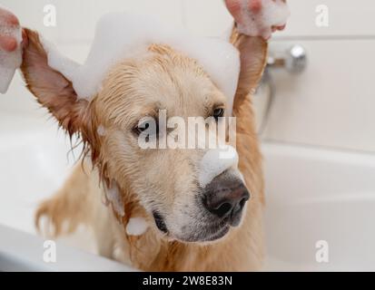 Golden Retriever Dog genießt Ein Bad in Einer weißen Badewanne mit Schaum auf dem Kopf Stockfoto