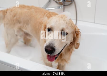 Golden Retriever Dog genießt Ein Bad in Einer weißen Badewanne Stockfoto