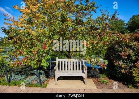 Herbstliche Ruhe im öffentlichen Park mit Holzbank und See Stockfoto