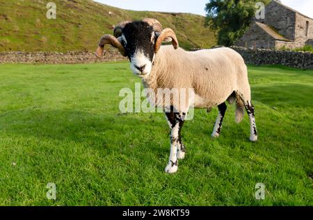 Nahaufnahme eines feinen Swaledale Widders im Sommer, mit zwei gelockten Hörnern in die Kamera. Swaledale-Schafe stammen aus den Yorkshire Dales, Großbritannien. Horizo Stockfoto