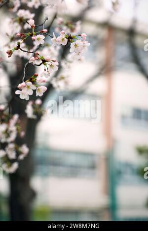 Schulhof im Frühling mit Kirschblüten Stockfoto