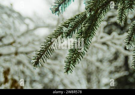 Fichtenbaum grüner Zweig bedeckt mit Schnee in einem Karpaten Wald Nahaufnahme Naturfoto Stockfoto