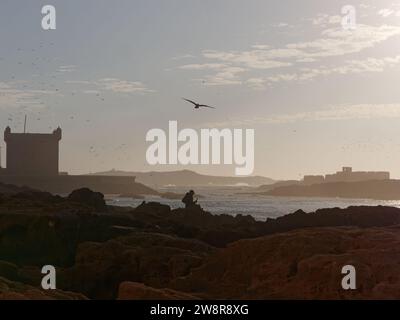 Der Mensch sitzt auf Felsformationen, während eine Möwe mit dem Meer und dem Turm dahinter in Essaouira, der „windigen Stadt“, in Marokko, über den Felsen fliegt. Dezember 2023 Stockfoto