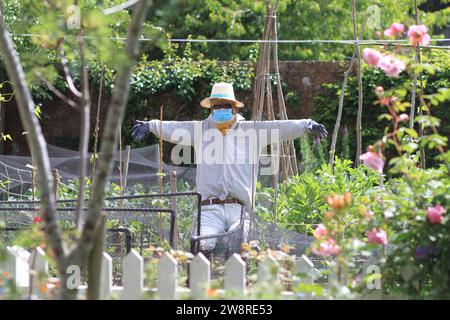 Eine Vogelscheuche in einem sonnigen Garten, mit medizinischer Gesichtsmaske, Strohhut, Bandana, Handschuhen und Sonnenbrille Stockfoto