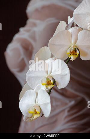 Weiße Phalaenopsis-Orchidee in voller Blüte mit Fugure-Untersuchung als Hintergrund Stockfoto