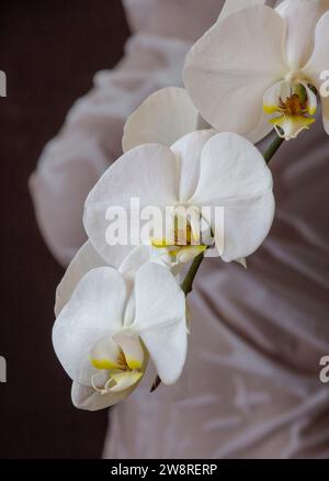 Weiße Phalaenopsis-Orchidee in voller Blüte mit Fugure-Untersuchung als Hintergrund Stockfoto