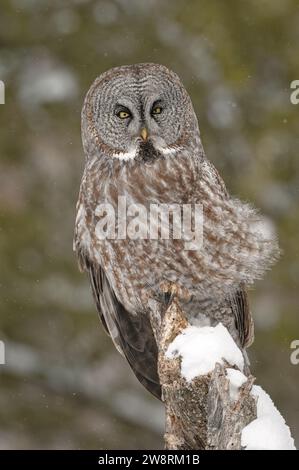 Große graue Eule, die auf einem Baum sitzt Stockfoto