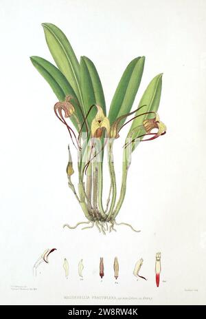 Woolward - die Gattung Masdevallia - Masdevallia fractiflexa. Stockfoto