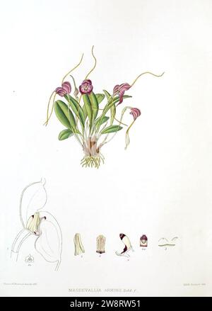 Woolward - die Gattung Masdevallia - Masdevallia arminii. Stockfoto