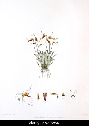 Woolward - die Gattung Masdevallia - Masdevallia triaristella. Stockfoto