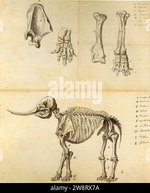 Arbeitsskizze des Mastodon rembrandt peale. Stockfoto