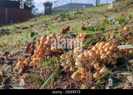 Einige kleine Pilze, die auf einem Feld in den Bergen von Valadouro, Spanien, gefunden wurden Stockfoto