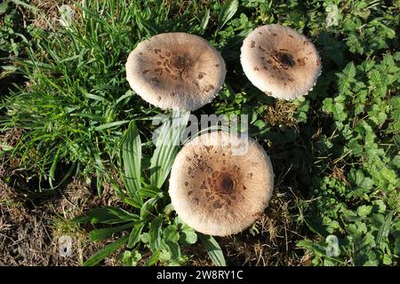 Drei große Pilze, die auf einem Feld in den Bergen in Valadouro, Spanien, gefunden wurden Stockfoto