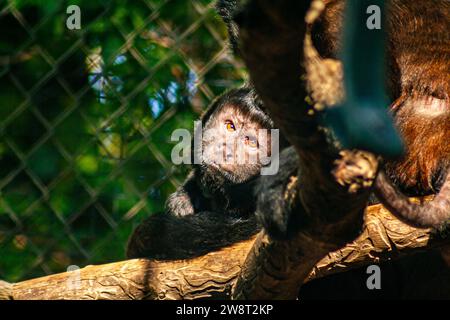 Haubenkapuchin, Sapajus robustus Stockfoto