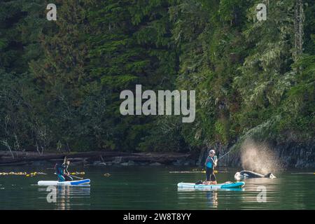 Zwei glückliche Paddelboarder, die an einer Orca in der Johnstrait Strait in der Nähe der Telegraph Cove vor Vancouver Island im First Nations Territory, TR, vorbeikommen Stockfoto