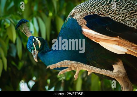 Der indische Pfauzvogel oder Pavo cristatus sitzt entspannt auf einem Baumzweig Stockfoto