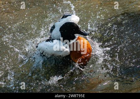 Die Ringelente oder Callonetta leucophrys-Ente badet im Teich, während sie mit den Flügeln flattert Stockfoto