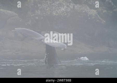 Buckelwale zeigen ihre fluke, während sie an einem nebeligen Tag im späten Herbst vor der nördlichen Vancouver Island, Namgis, First Nations Ter, mit Seelöwen spielen Stockfoto