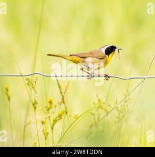 Gewöhnlicher Yellowthroat-Grasfänger mit einer Masche auf einem Drahtzaun Stockfoto