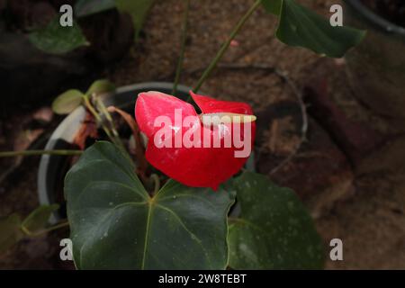 Blick aus einem hohen Winkel auf eine rote Anthuriumblume mit der glänzenden Spie an einem dunklen Ort im Garten Stockfoto