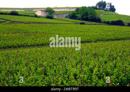 Weinberge am Rande der mittelalterlichen Stadt St. Emilion im Departement Gironde im Südwesten Frankreichs Stockfoto