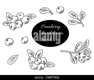 Cranberry handgezeichneter Umrisssatz. Vektordarstellung isoliert. Vektorillustration enthielt Preiselbeere Pflanzenteile - Beere, Blätter, Zweige. Stock Vektor