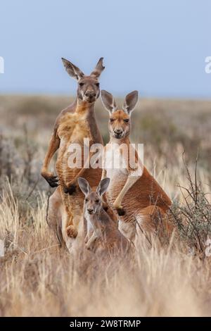 Familie der Roten Kängurus (Osphranter rufus) im südwestlichen NSW Outback Stockfoto