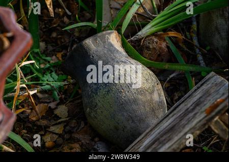 Nahaufnahme im Hintergrund eines alten und schmutzigen Tonwasserkrug, der auf dem Boden liegt, auf dem Gras eines vergessenen und verlassenen Gartens Stockfoto