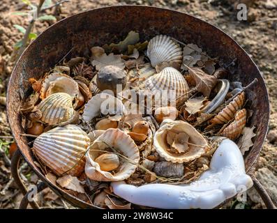 Ein alter rostiger Eisentopf mit antiken Muschelschalen, getrockneten Blättern und Waldnüssen. Darunter liegen trockene Blätter und Erde auf dem Boden. Stockfoto