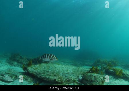 Einsamer Bändermorwong Cheilodactylus spectabilis schwimmt über flachem felsigem Boden in flachem Wasser. Ort: Leigh Neuseeland Stockfoto