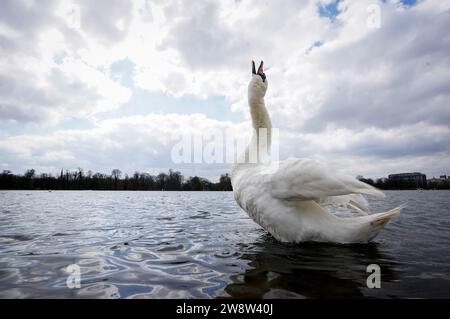 PA REVIEW OF THE YEAR 2023 Aktenfoto vom 04/23 - Ein Schwan in der Serpentine im Hyde Park, London. Ausgabedatum: Donnerstag, 21. Dezember 2023. Stockfoto